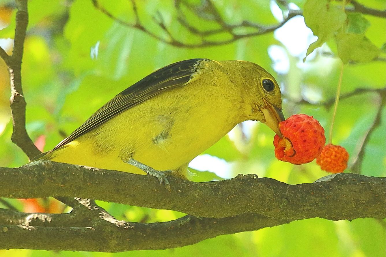 Scarlet-tanager-female-greenwod-2 by Ryan A. Candee is licensed under CC BY-SA 4.0.